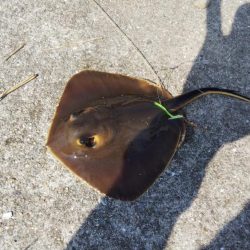 台風後はどうかな？