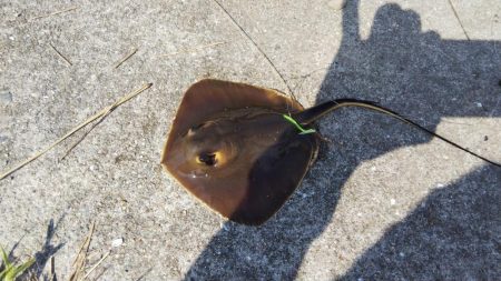 台風後はどうかな？