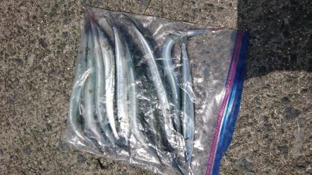 初サヨリちゃん