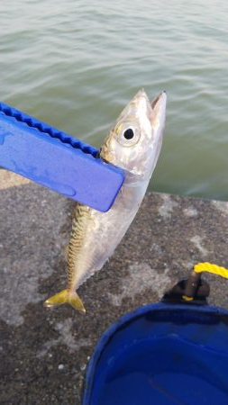 連休最終日はどうかな？