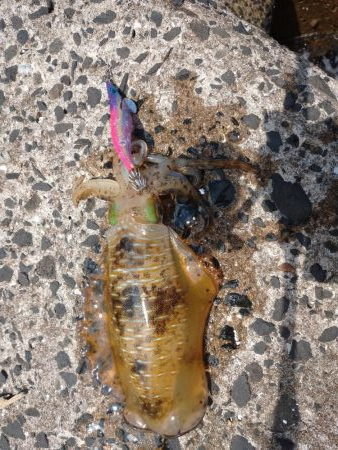 釣り場清掃からのエギング