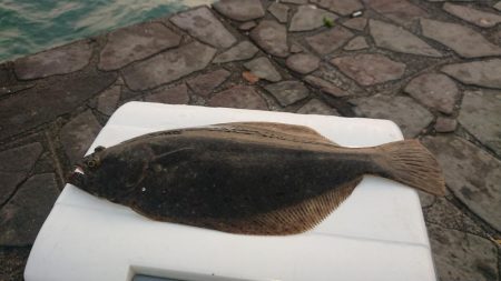 台風後のヒラメ