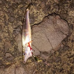 カマス爆釣！のはずが、、、