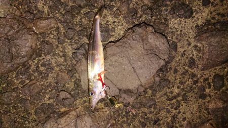 カマス爆釣！のはずが、、、