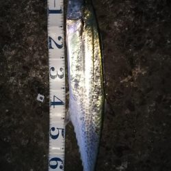 寝坊のち・・・。