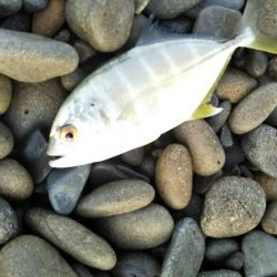 メッキアジ釣行