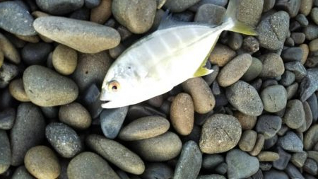 メッキアジ釣行