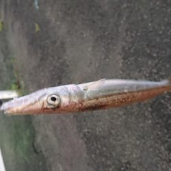 アジングまずまず