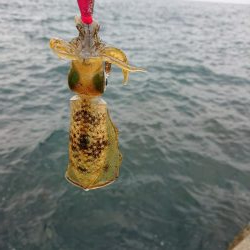 アオリ新子調査