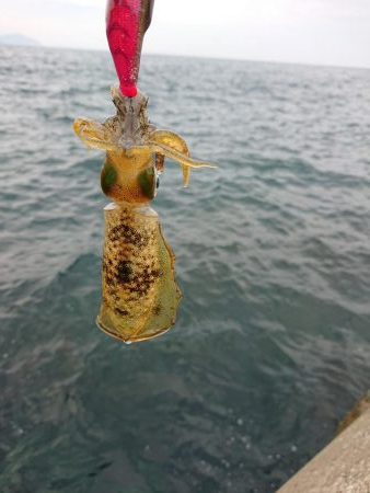 アオリ新子調査