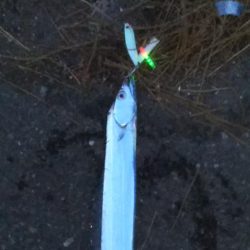 夕マヅメ陸っぱりジギング