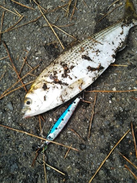 雨上がりも福浦岸壁は釣り座も満席御礼！