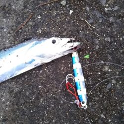 年に何度もないボイル！！―朝マヅメより～