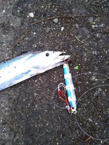 年に何度もないボイル！！―朝マヅメより～