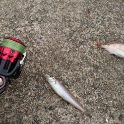 キス釣りからのジギング