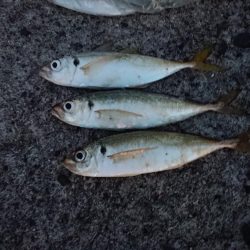 アジ釣り