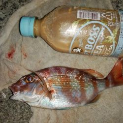 洲本川のキス情報