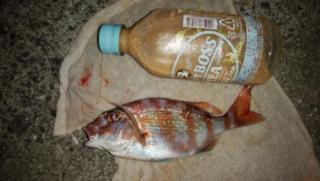 洲本川のキス情報