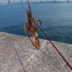 播磨新島のキス情報