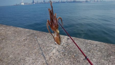 播磨新島のキス情報