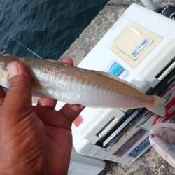 播磨新島でシーズン最大のキスが釣れました