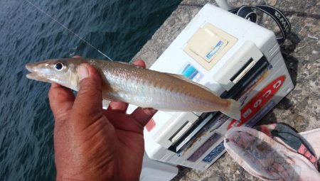 播磨新島でシーズン最大のキスが釣れました