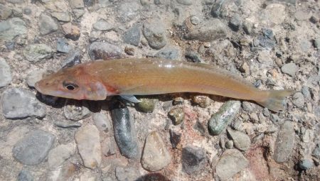 播磨新島で良型キスが釣れました