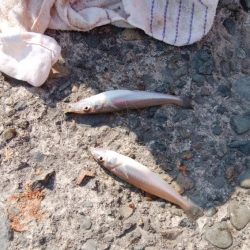 午後から播磨新島へキス釣査