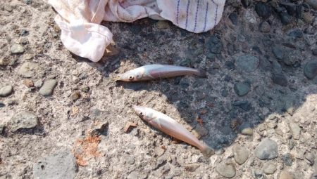 午後から播磨新島へキス釣査