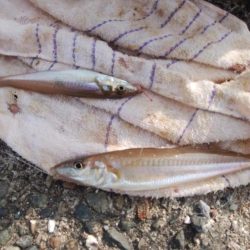 播磨新島の良型キス復活