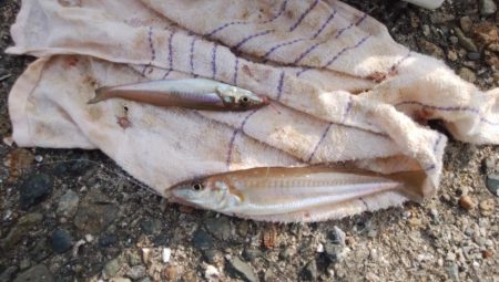 播磨新島の良型キス復活