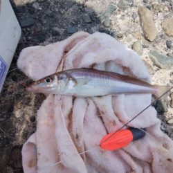 潮の動き最高の播磨新島釣行