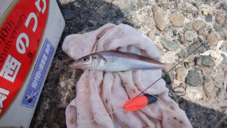 潮の動き最高の播磨新島釣行