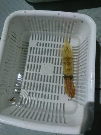 今年最後のイカメタル