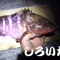 赤色の美味しい魚ゲットです。