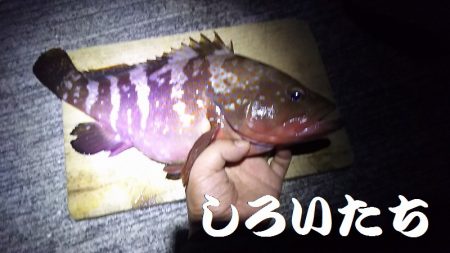赤色の美味しい魚ゲットです。