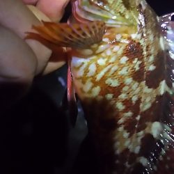 今夜はガッシーと遊んできた。