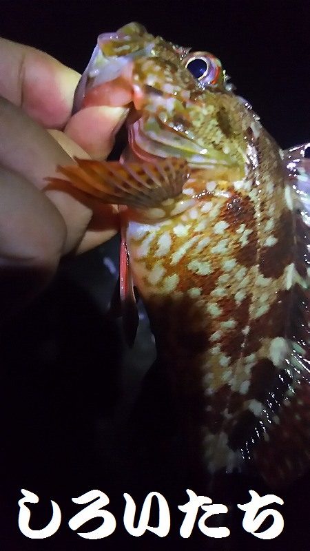 今夜はガッシーと遊んできた。