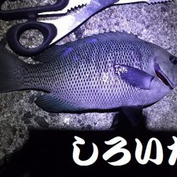 自己記録のグレが釣れました。