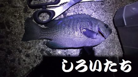 自己記録のグレが釣れました。