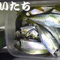 好調！姫路アジ。