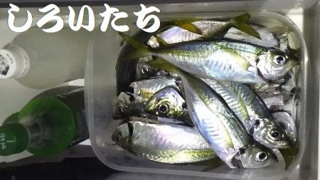 好調！姫路アジ。