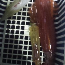 まだ大剣釣れるぞ～