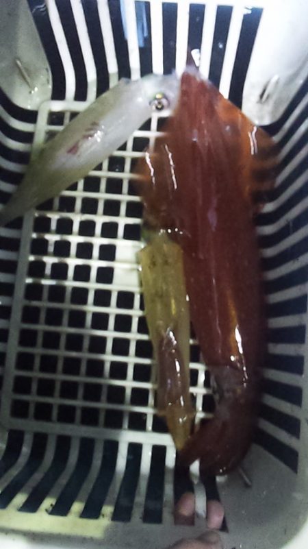 まだ大剣釣れるぞ～