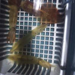 台風直前白イカ釣行