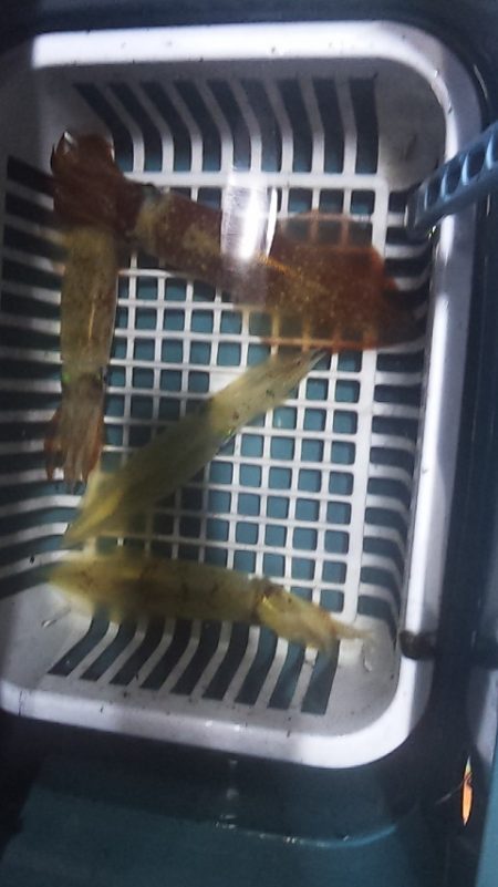 台風直前白イカ釣行