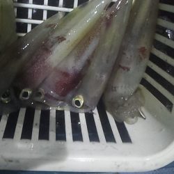 台風通過後の白イカ釣行