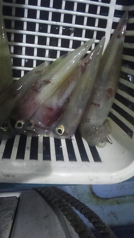 台風通過後の白イカ釣行