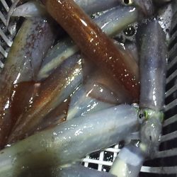 今季初100杯オーバー