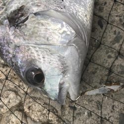 チヌトップ風で断念